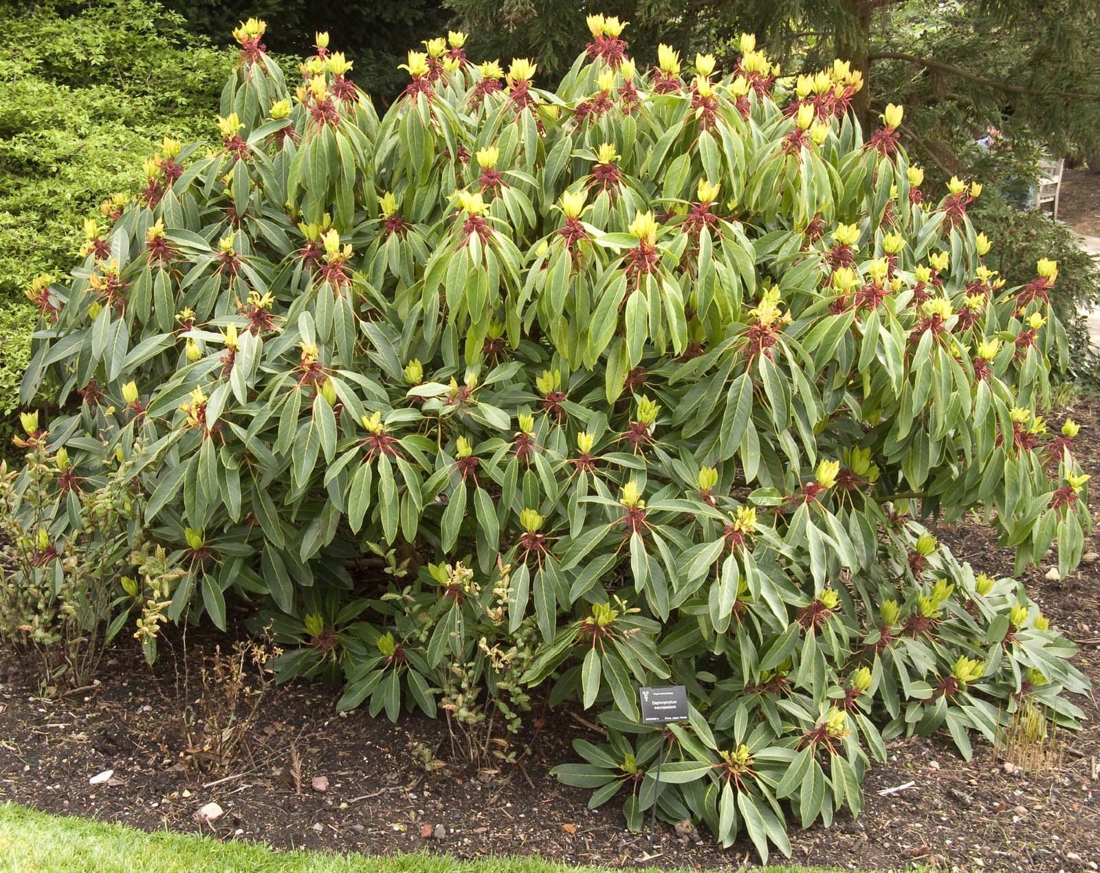 Daphniphyllum macropodum Miq.