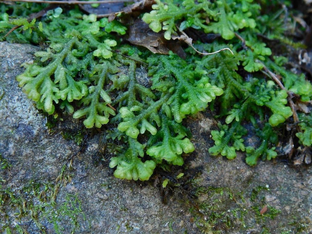Trichocolea tomentella (Ehrh.) Dumort.