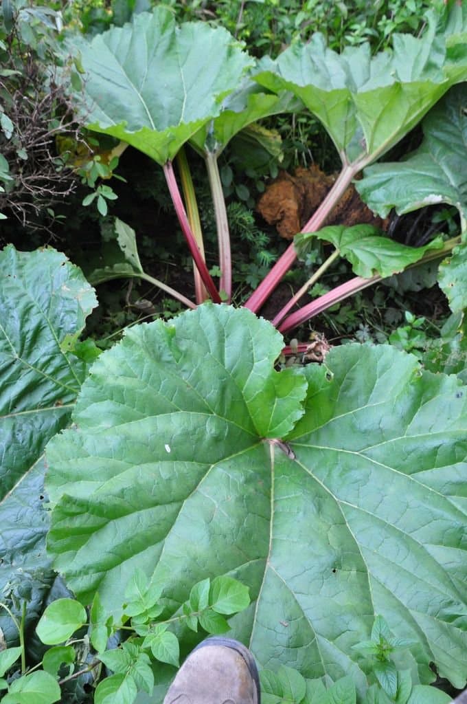 Rheum rhabarbarum L.