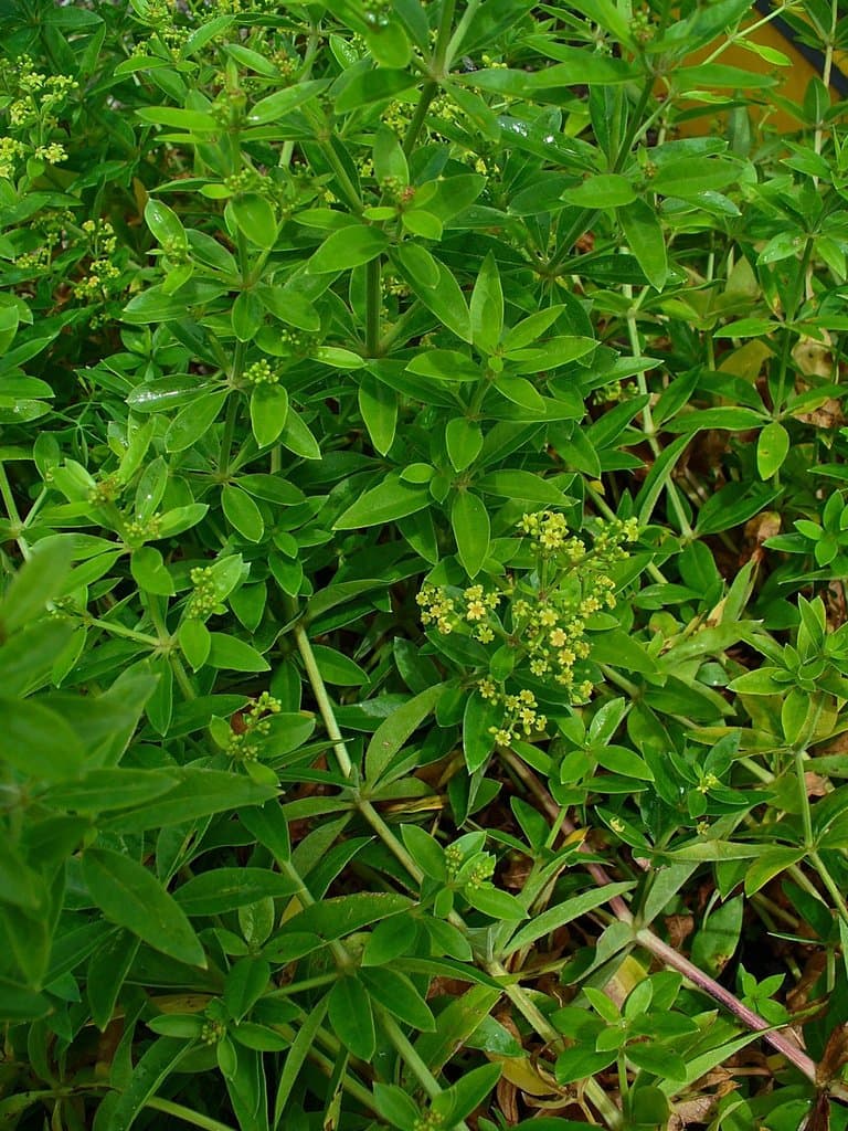 Rubia tinctorum L.