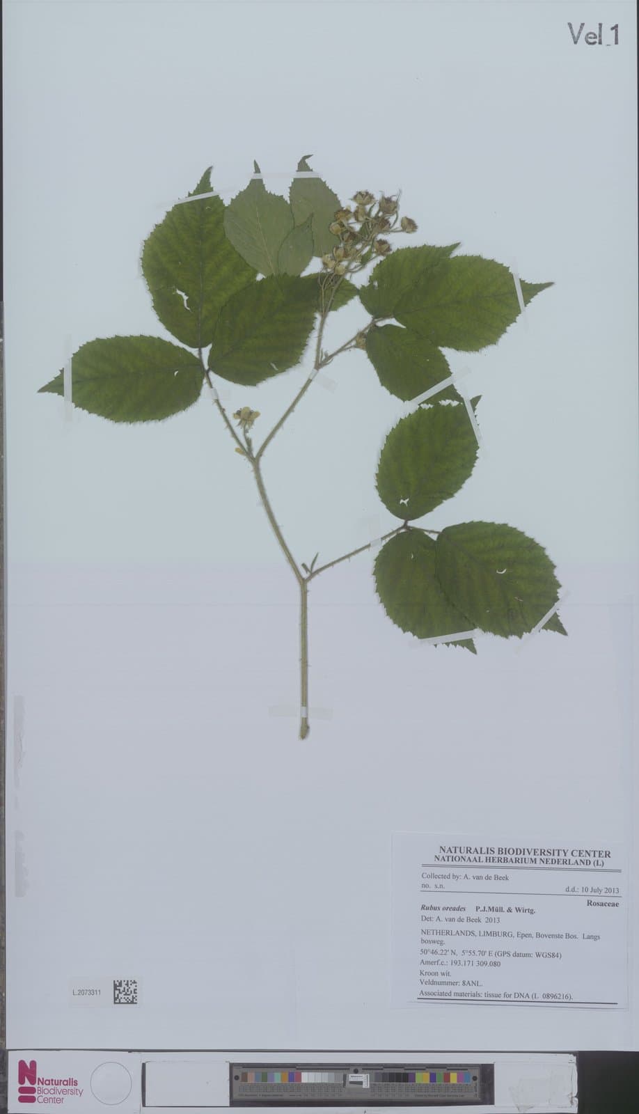 Rubus oreades P.J.Müll. & Wirtg. ex Genev.