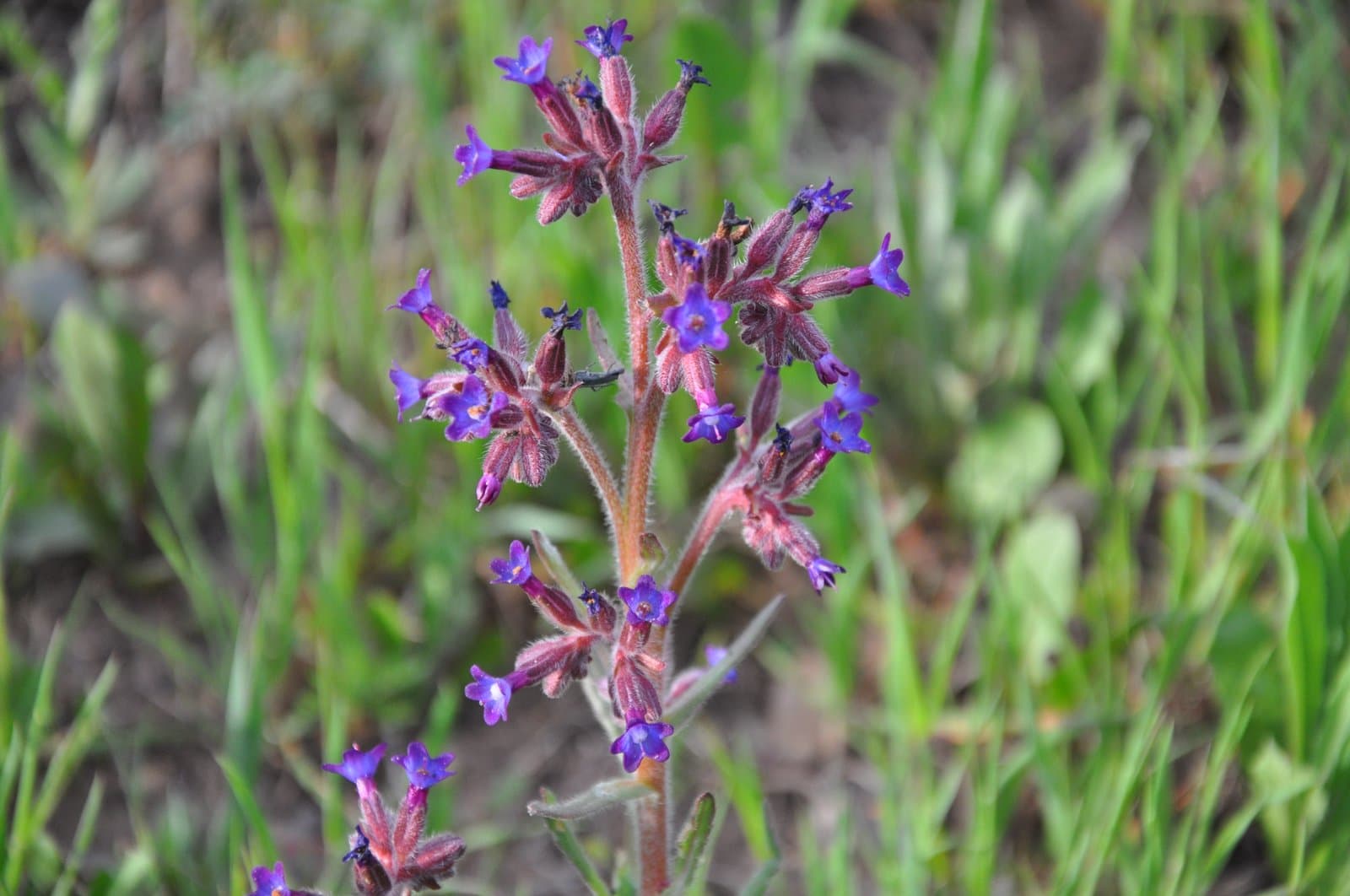 Anchusa undulata L.