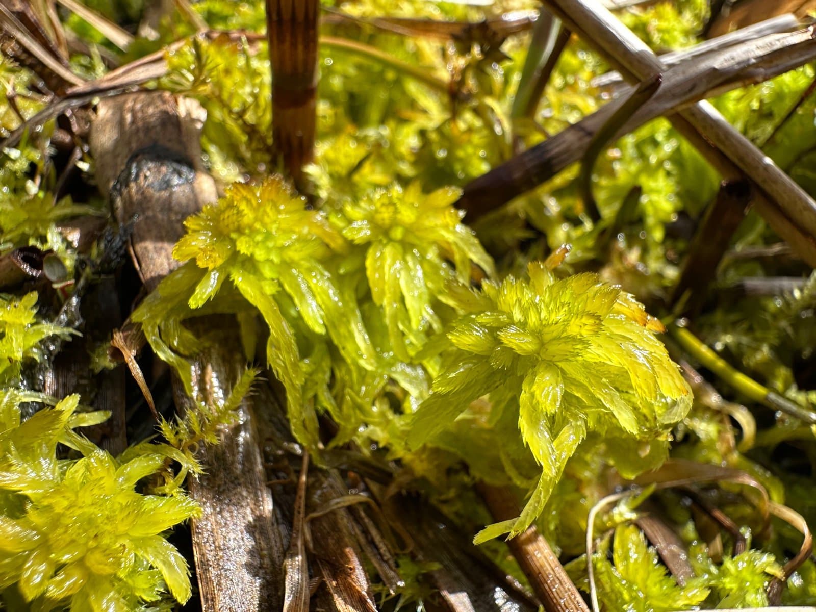 Sphagnum obtusum Warnst.