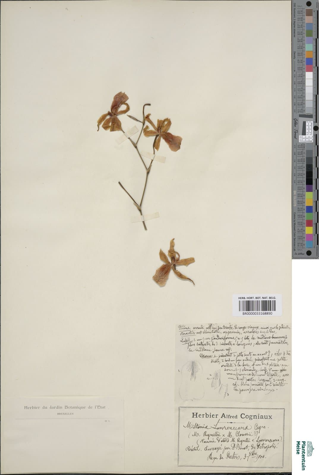 Miltonia castanea (Rchb.f.) Rolfe