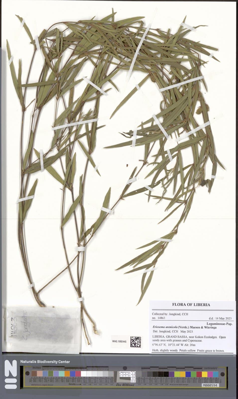 Eriosema arenicola (Verdc.) Maesen & Wieringa