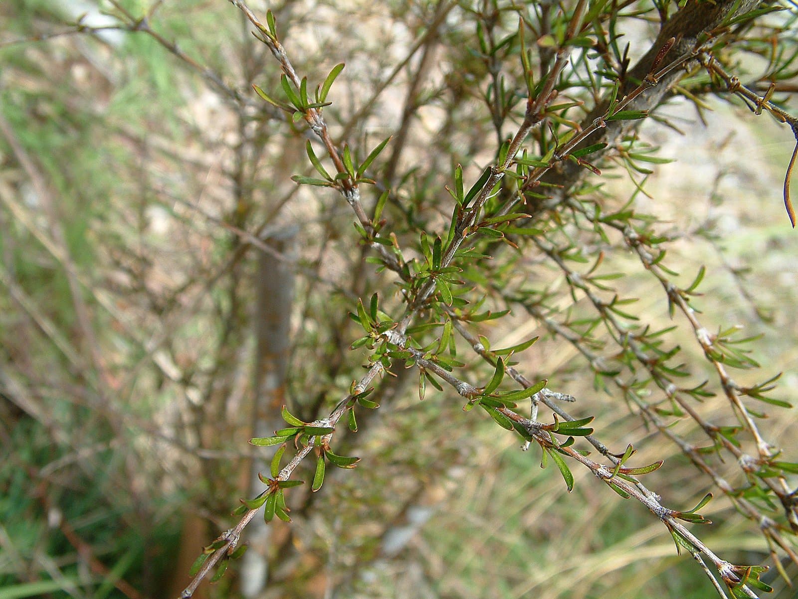 Olearia bullata H.D.Wilson & Garn.-Jones