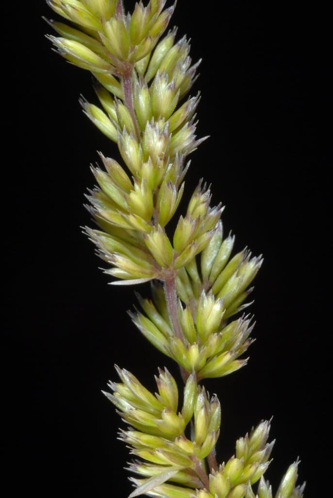 Koeleria macrantha (Ledeb.) Schult.