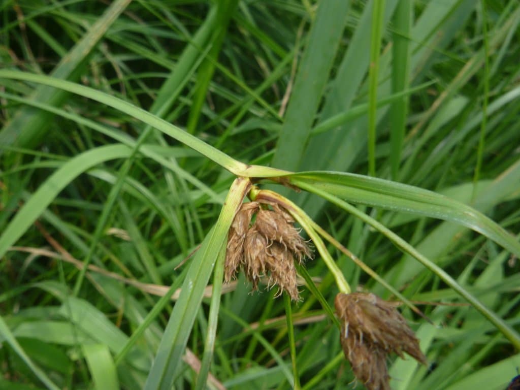 Bolboschoenus laticarpus Marhold, Hroudová, Duchácek & Zákr.