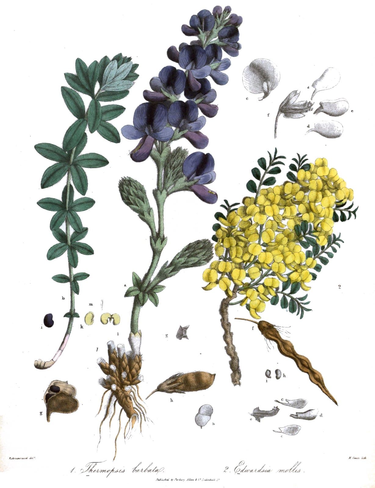 Sophora mollis (Royle) Graham ex Baker