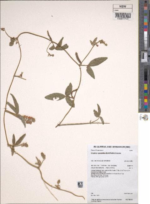 Glycine syndetika B.E.Pfeil & Craven