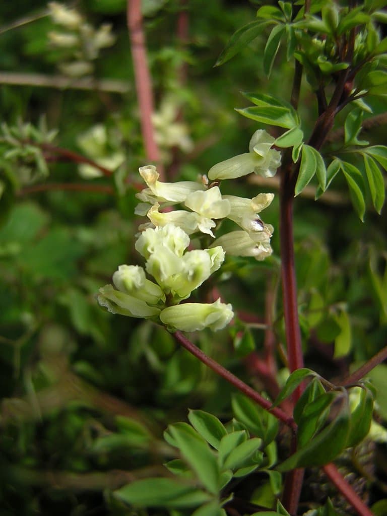 Ceratocapnos claviculata (L.) Lidén