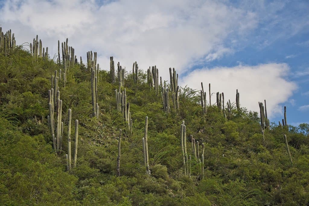 Cephalocereus senilis (Haw.) Pfeiff.