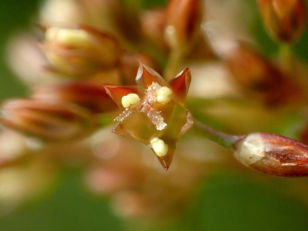 Juncus effusus L.