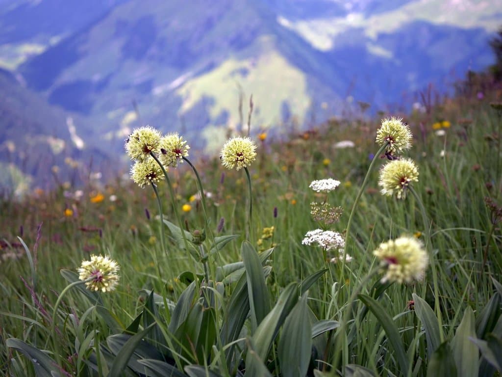 Allium victorialis L.