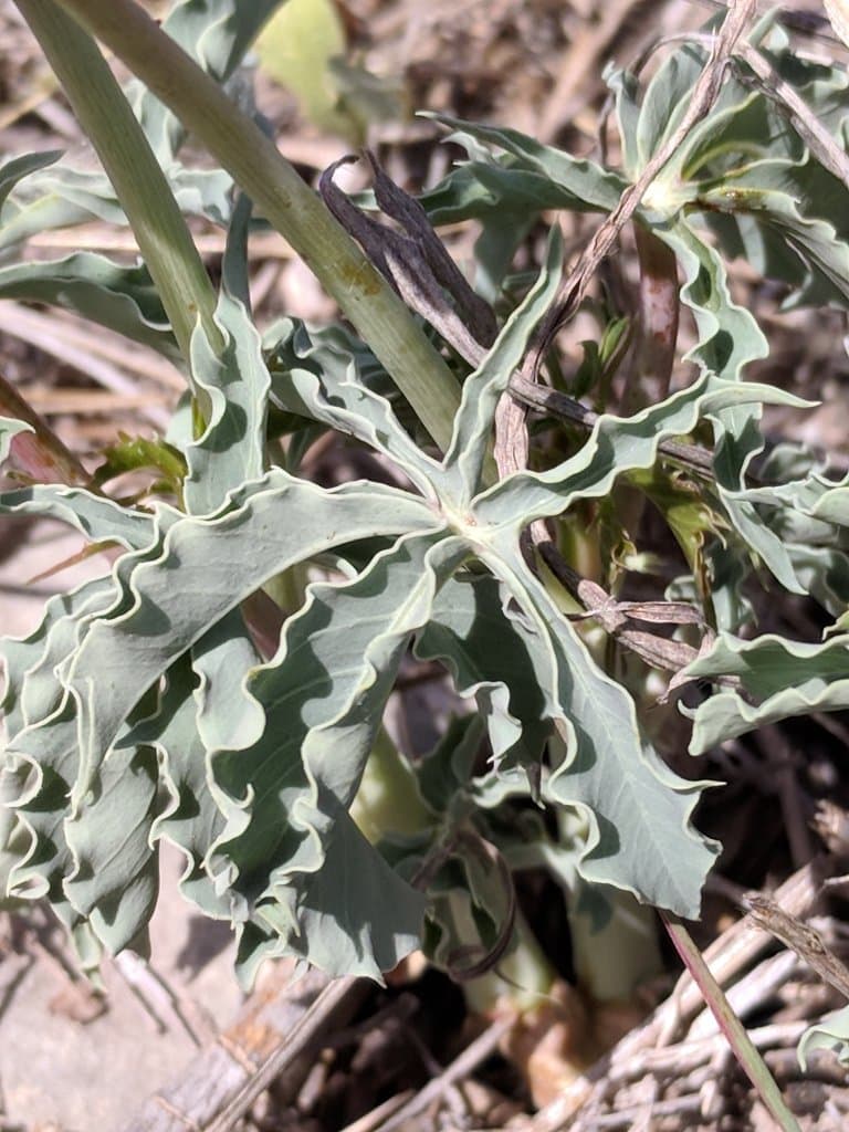 Jatropha cathartica Terán & Berland.