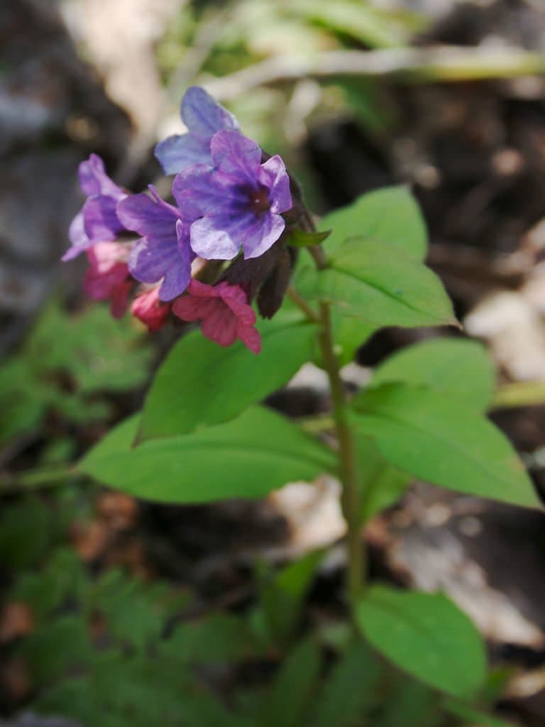 Pulmonaria obscura Dumort.