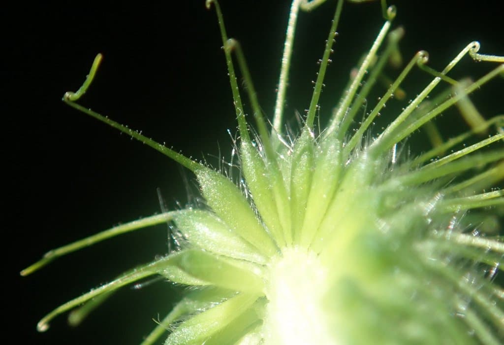 Geum macrophyllum Willd.