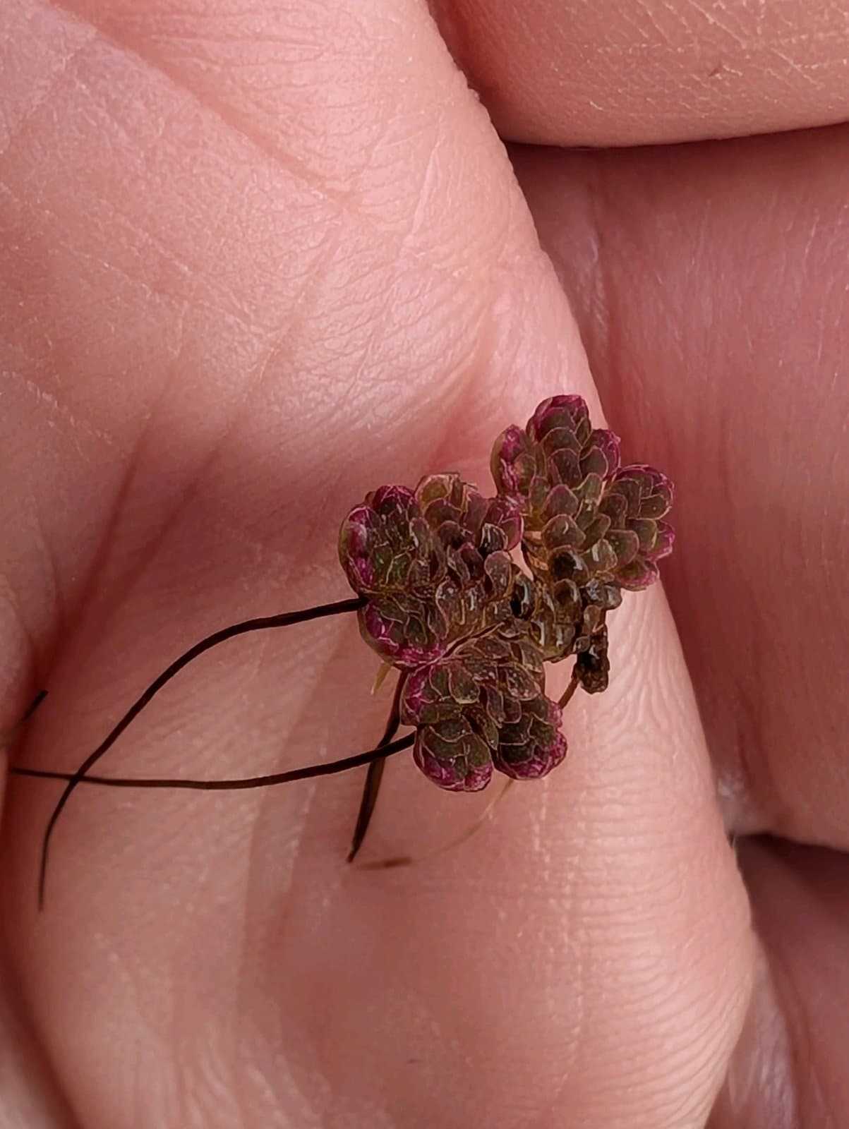 Azolla mexicana C.Presl