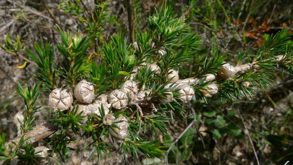 Leptospermum arachnoides Gaertn.