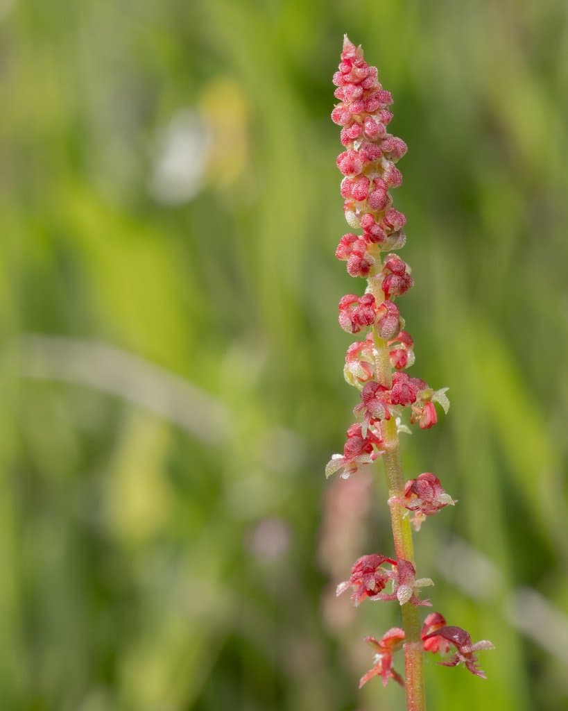 Rumex bucephalophorus L.