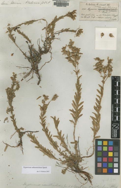 Hypericum adenotrichum Spach