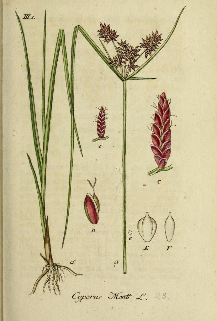 Cyperus serotinus Rottb.