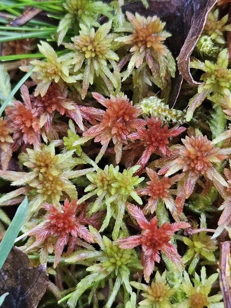 Sphagnum russowii Warnst.