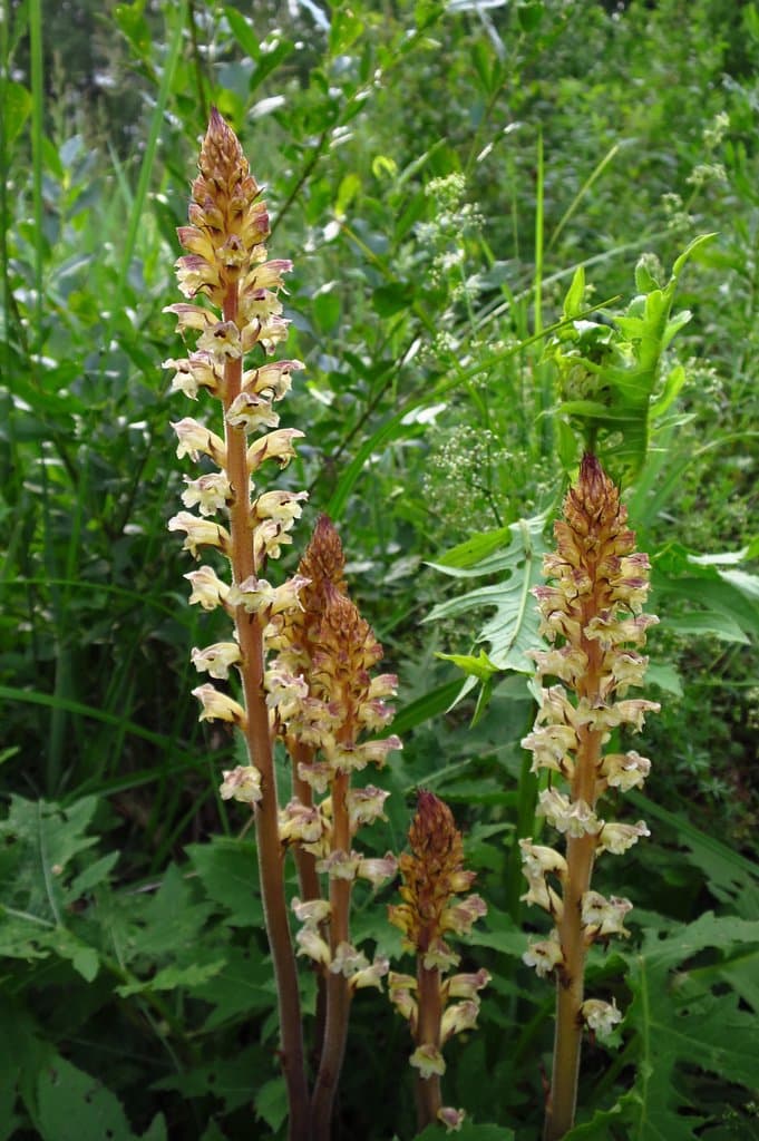 Orobanche reticulata Wallr.