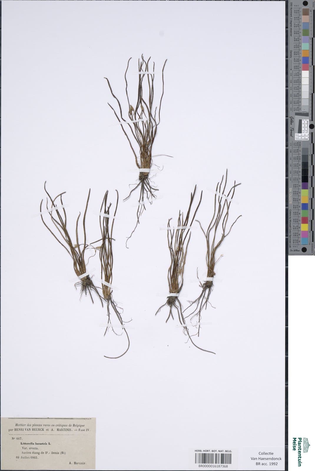Littorella lacustris E.H.L.Krause, 1903