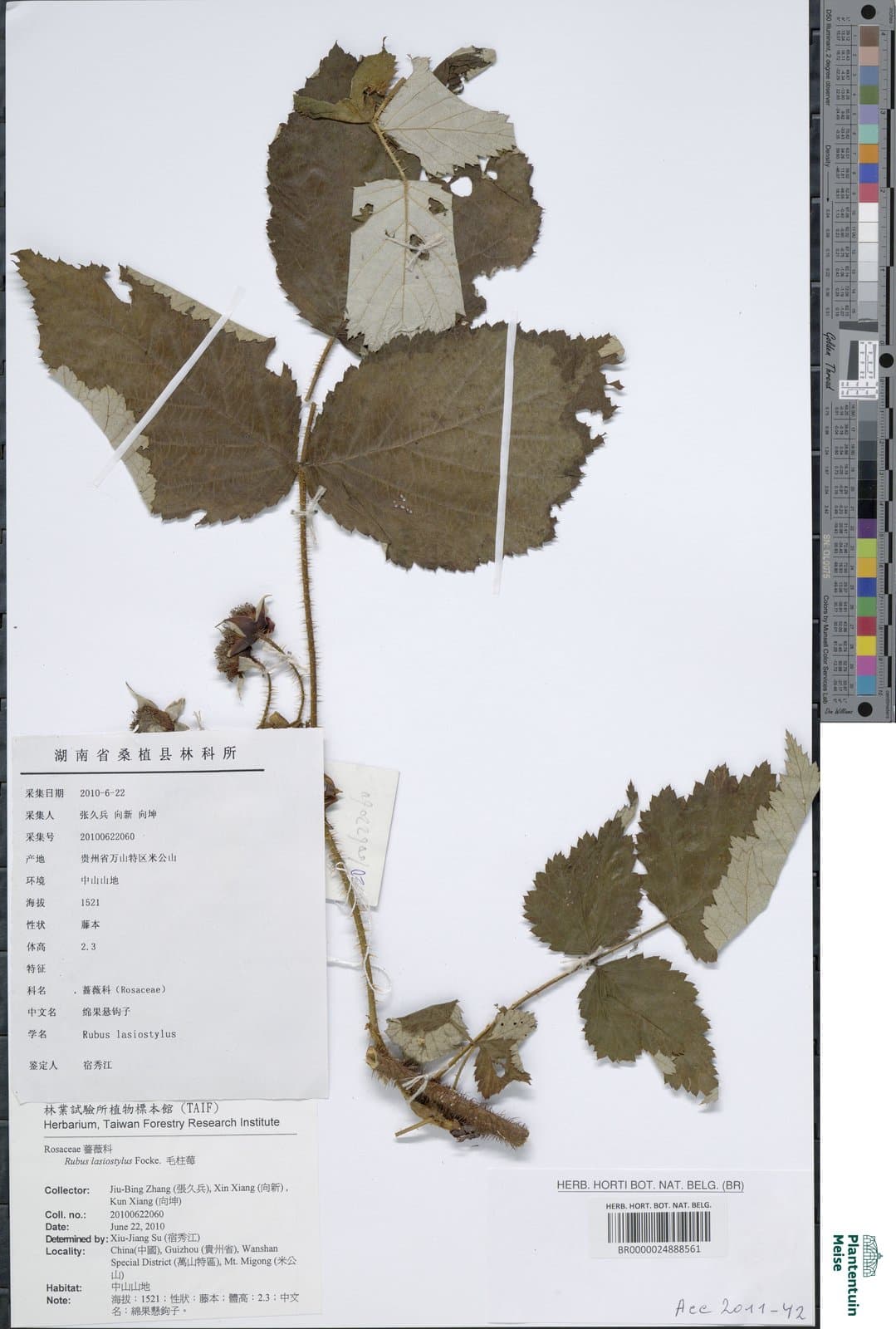 Rubus lasiostylus Focke