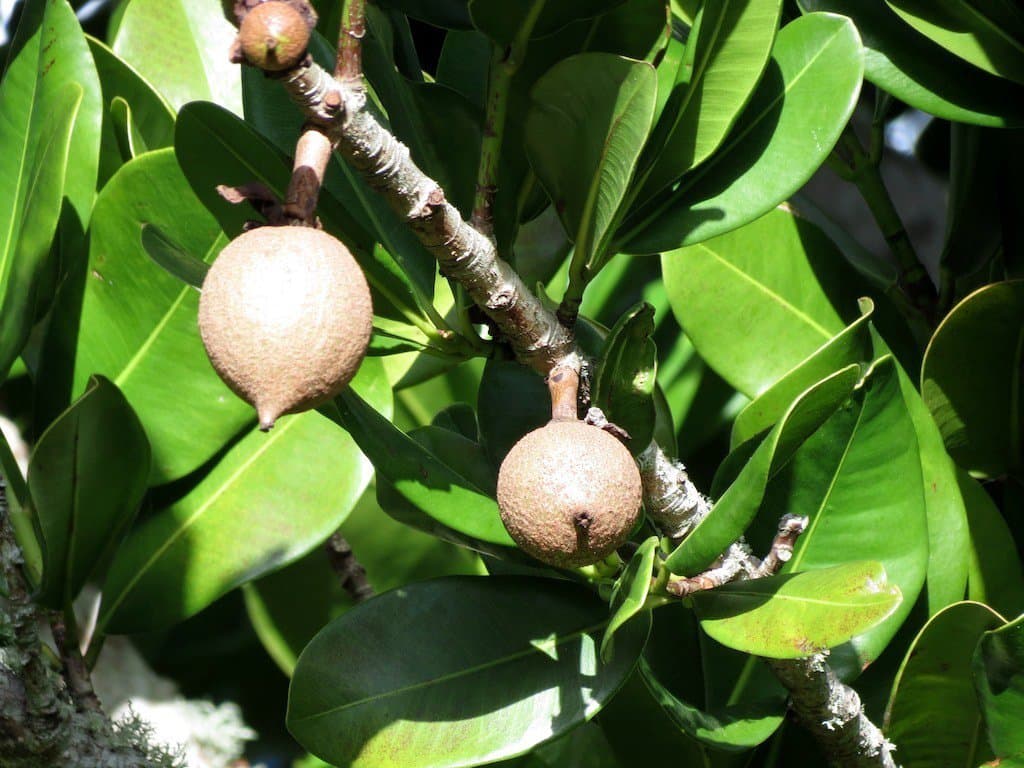 Mammea americana L.