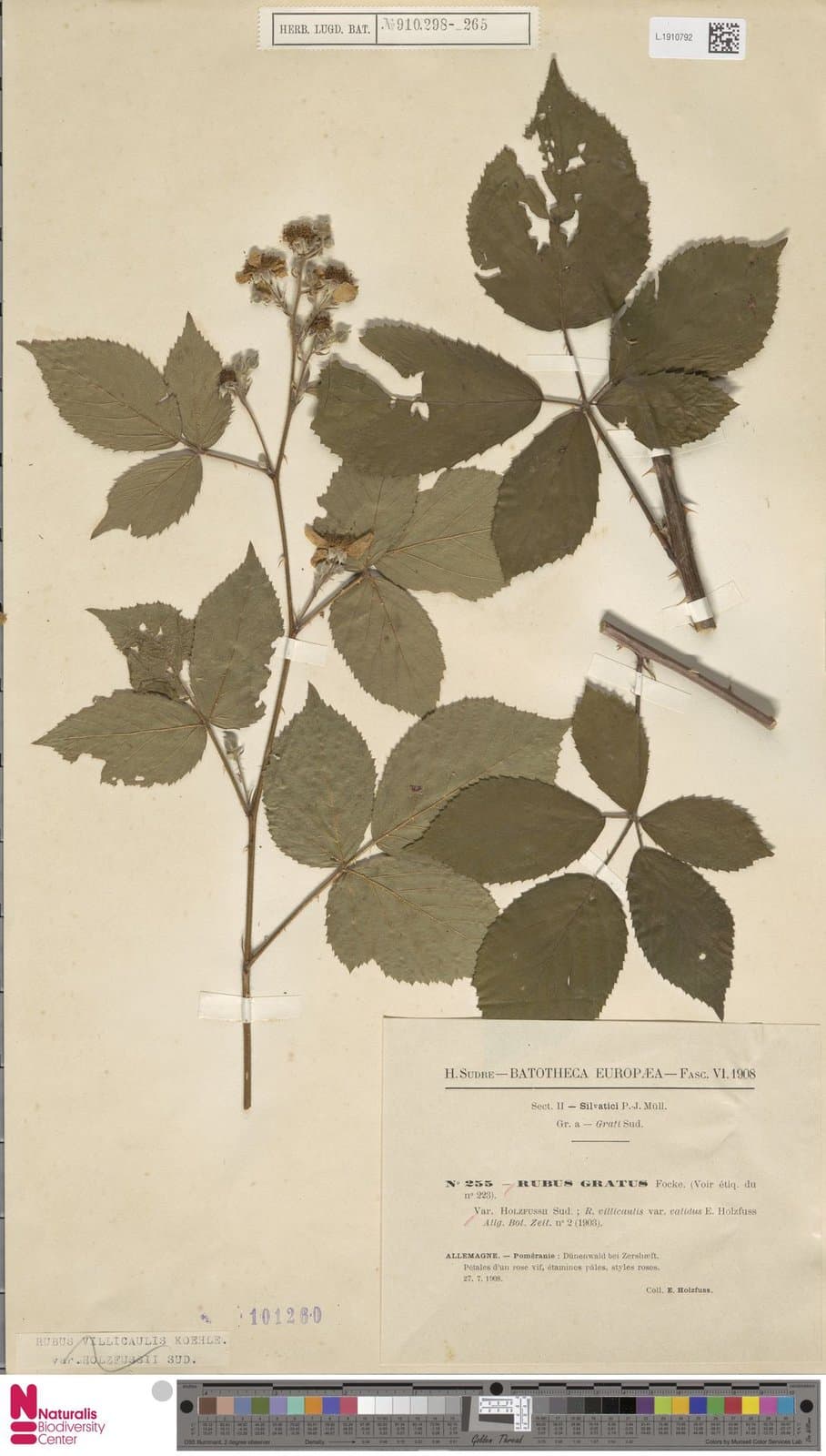 Rubus circipanicus E.H.L.Krause