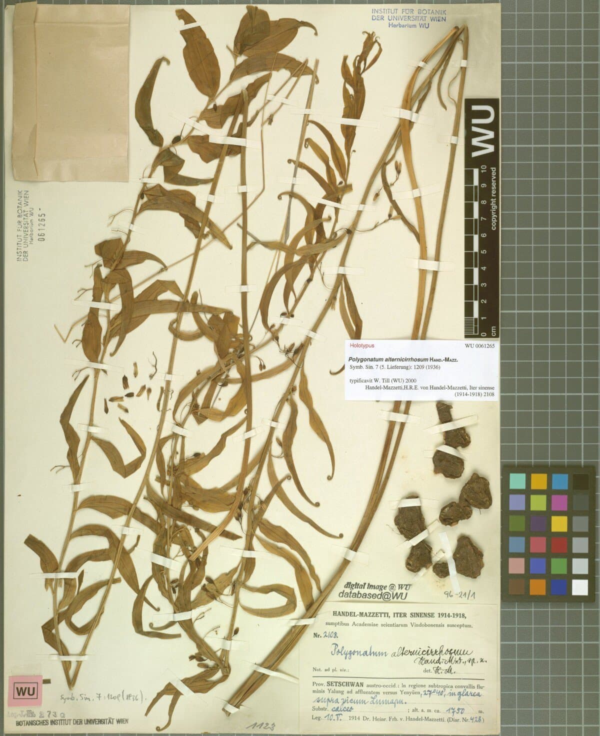 Heteropolygonatum alternicirrhosum (Hand.-Mazz.) Floden