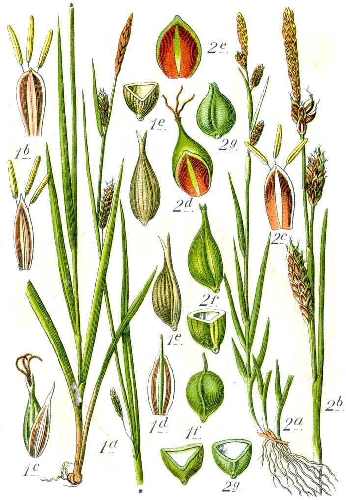 Carex hostiana DC.