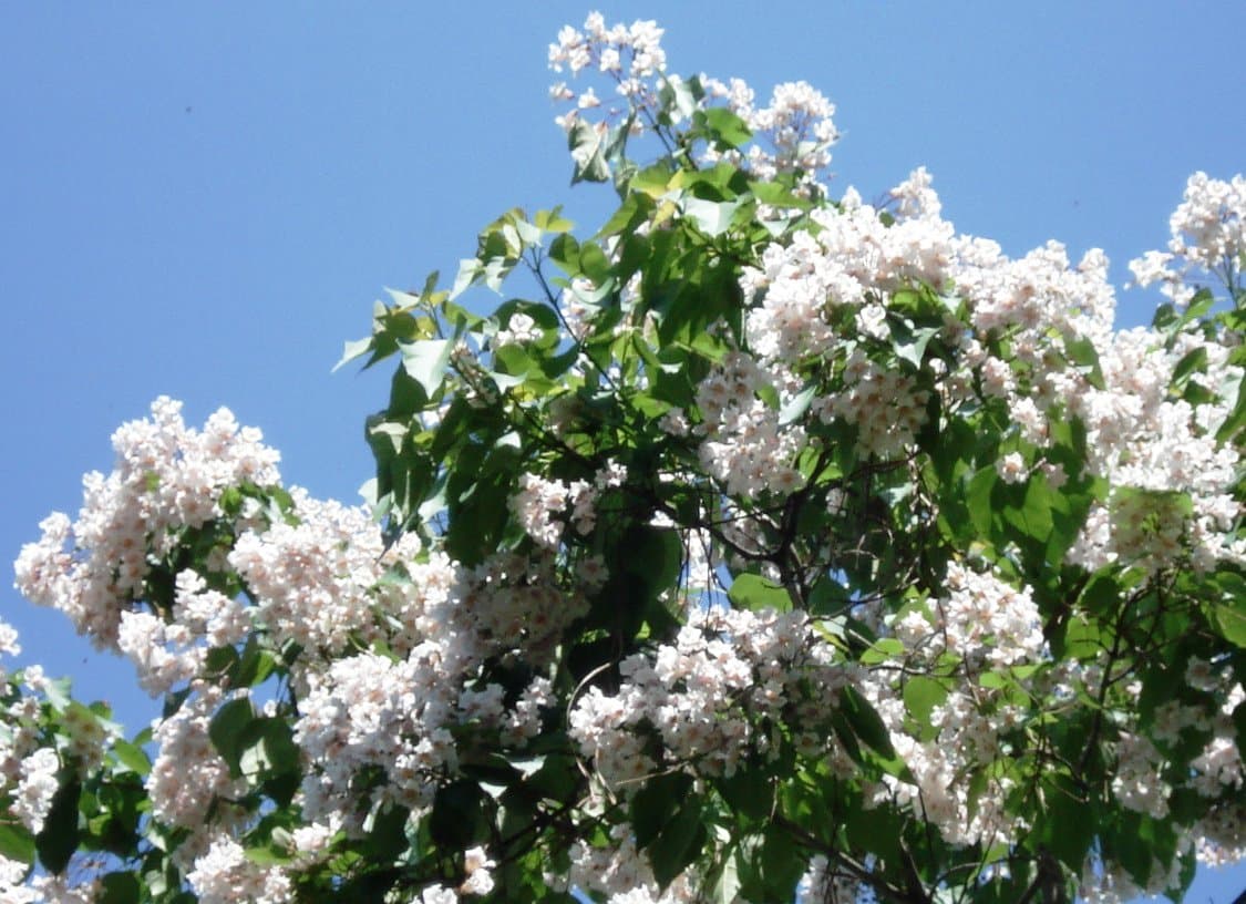 Catalpa fargesii Bureau