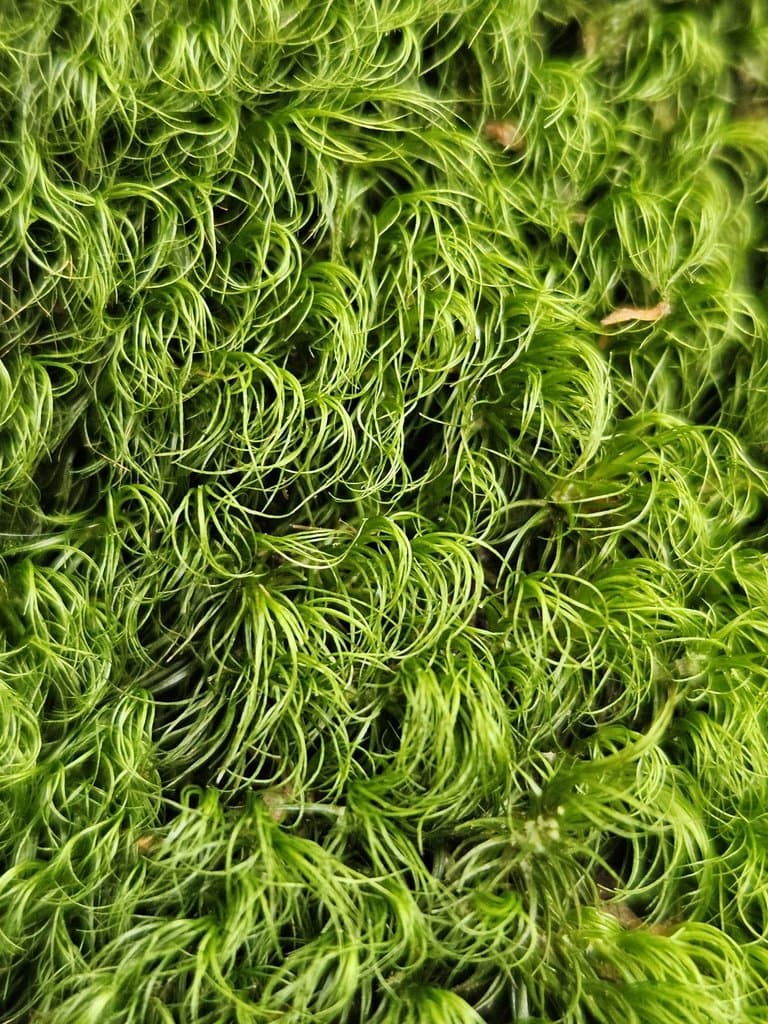 Paraleucobryum longifolium (Ehrh. ex Hedw.) Loeske
