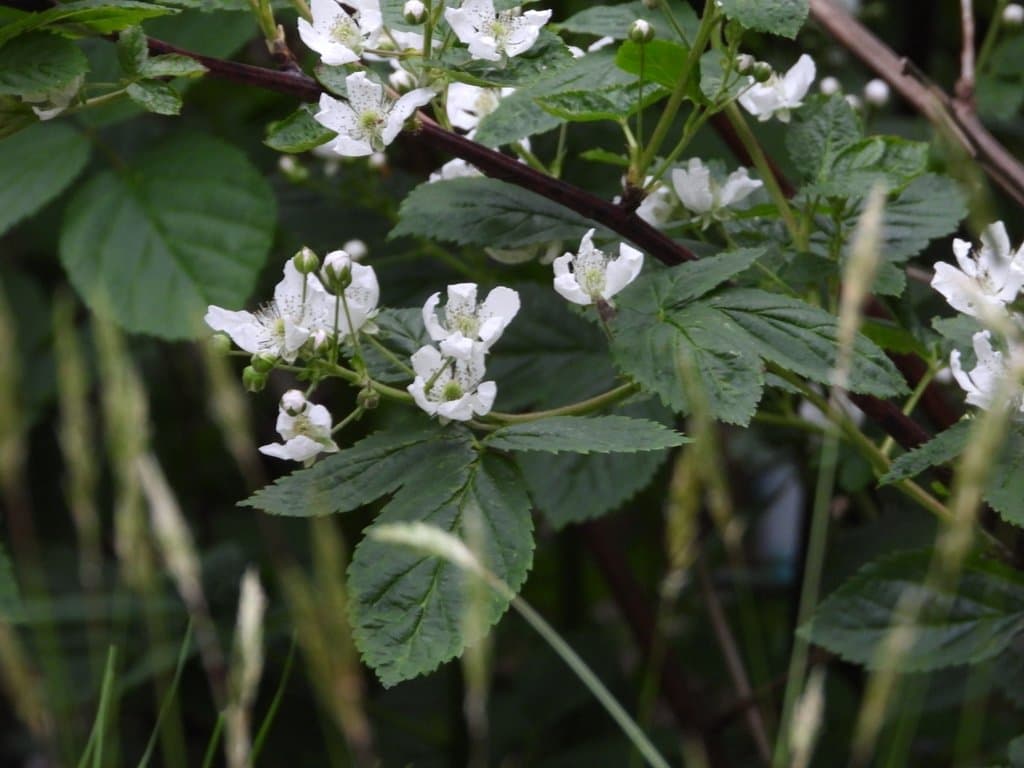 Rubus canadensis L.