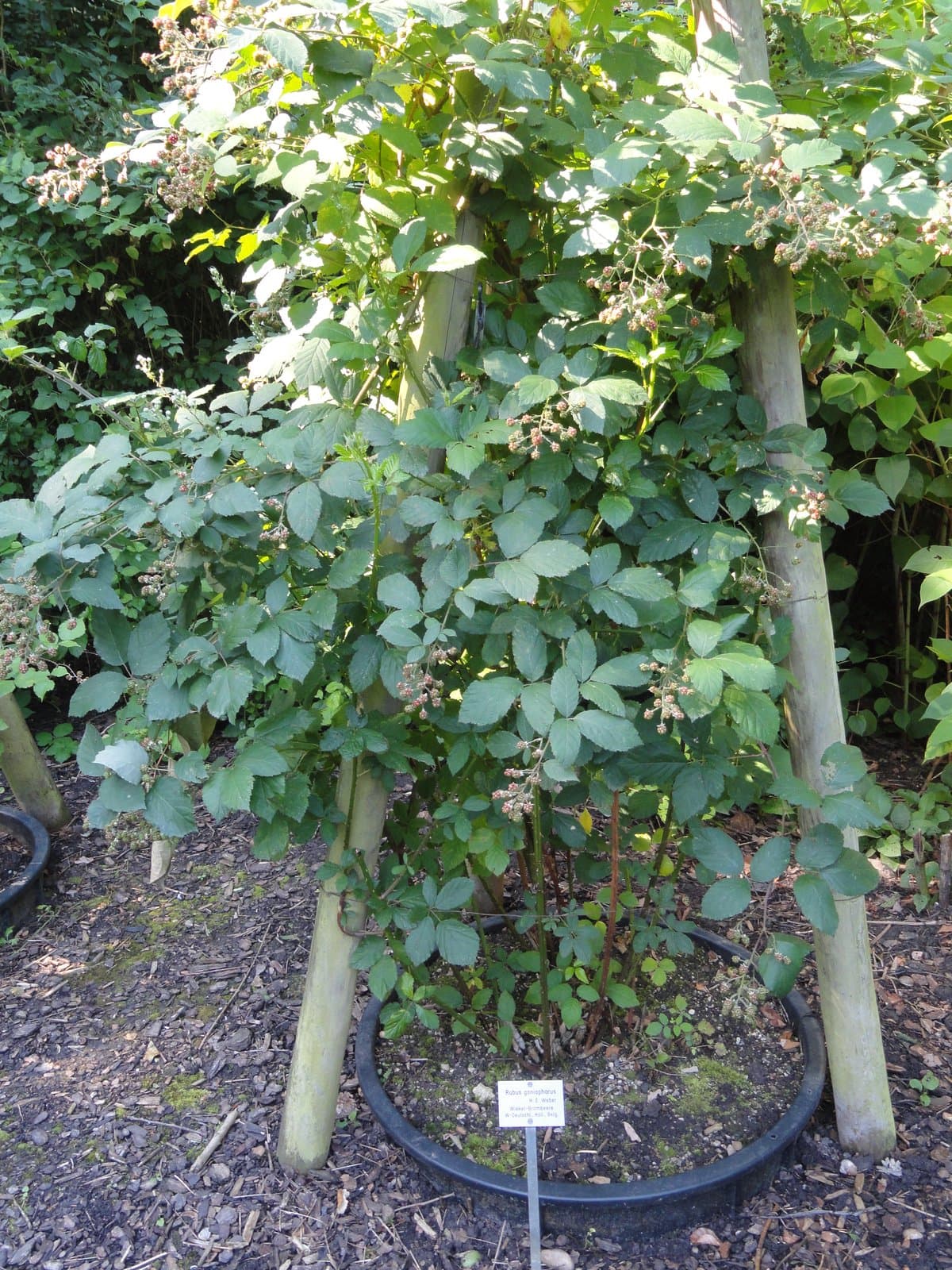 Rubus goniophorus H.E.Weber