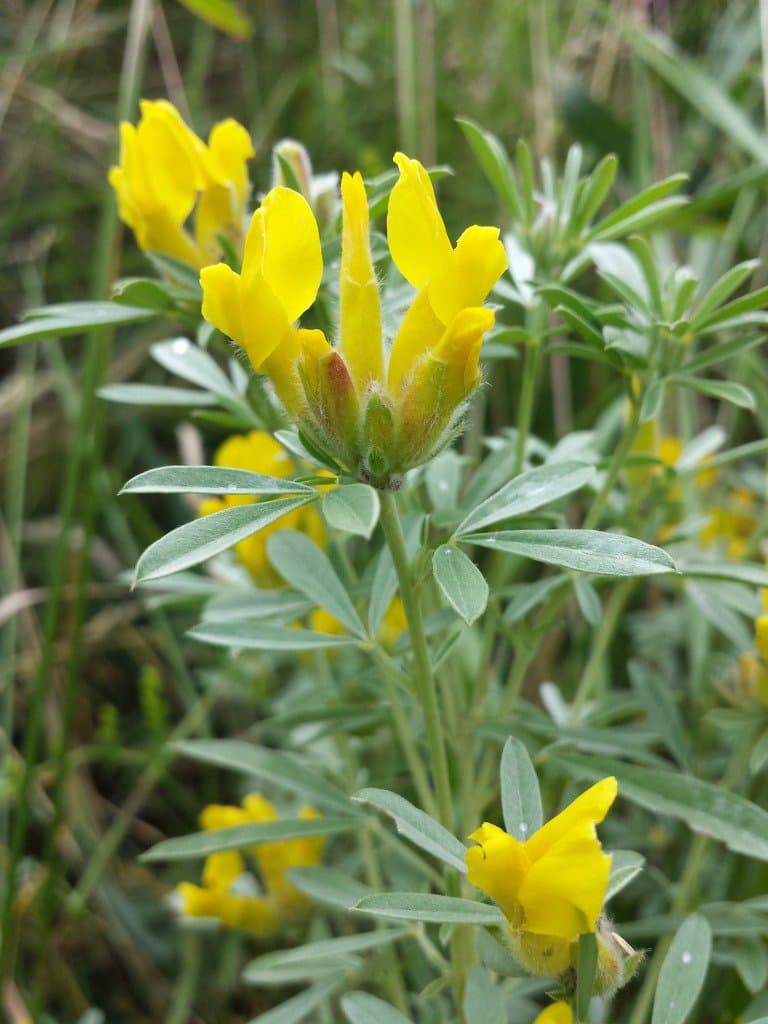 Chamaecytisus austriacus (L.) Link