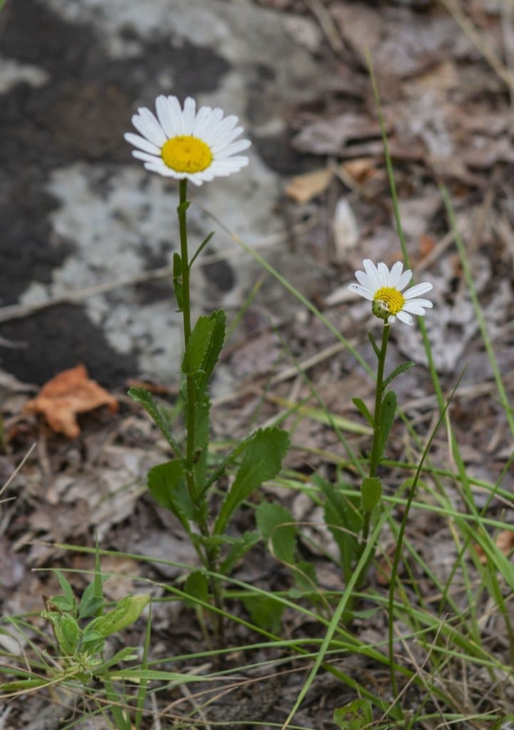 Leucanthemum ircutianum (Turcz.) DC.