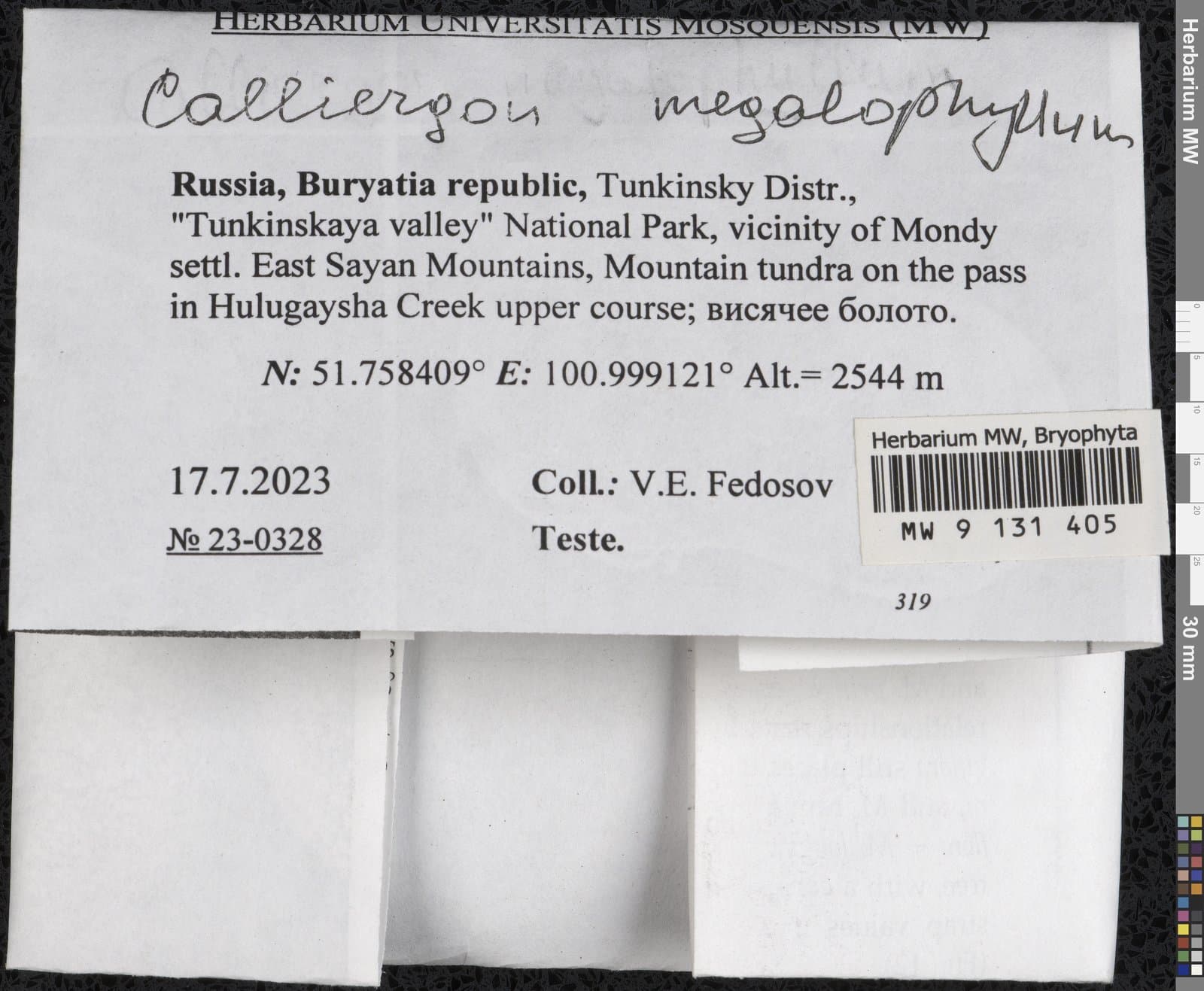 Calliergon megalophyllum Mikut.