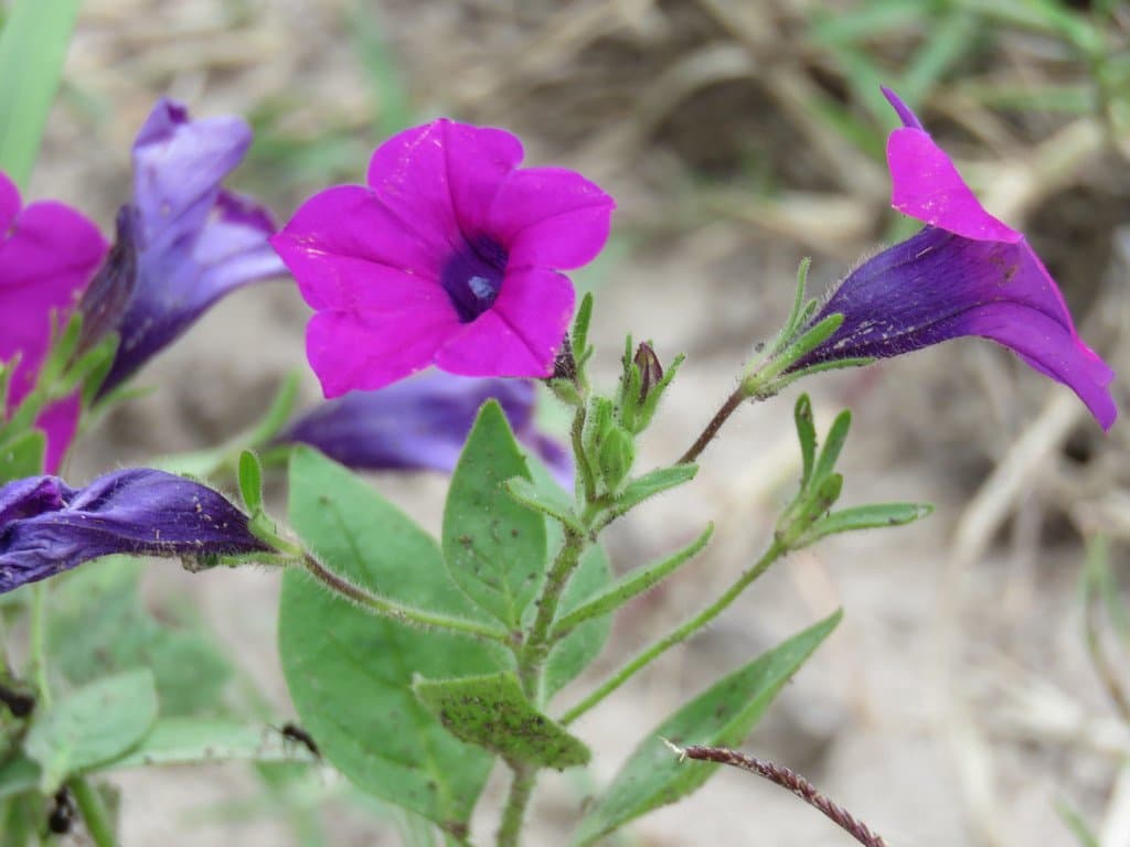 Petunia integrifolia (Hook.) Schinz & Thell.