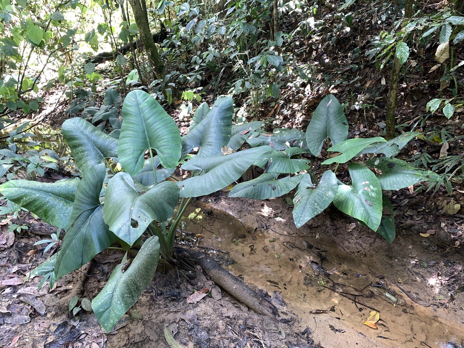Alocasia scabriuscula N.E.Br.