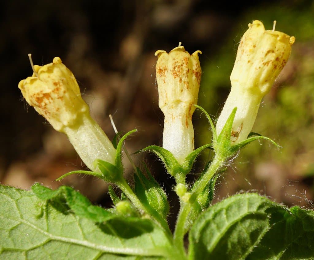 Symphytum tuberosum L.