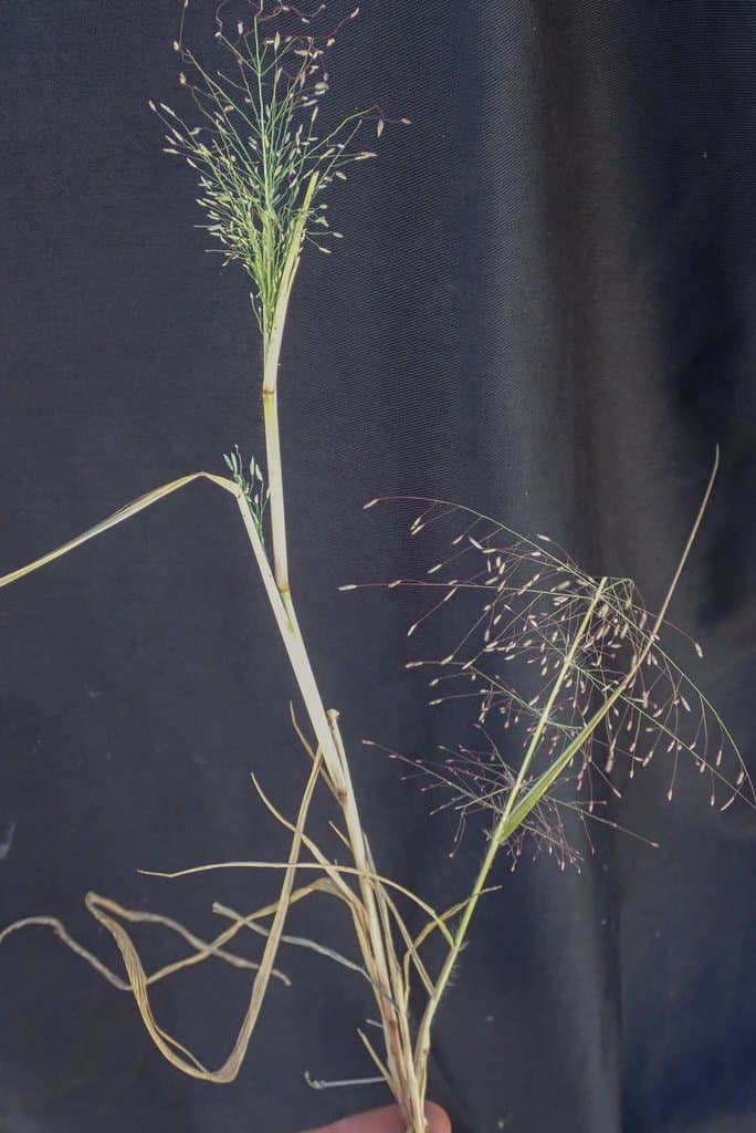 Eragrostis pilosa (L.) P.Beauv.