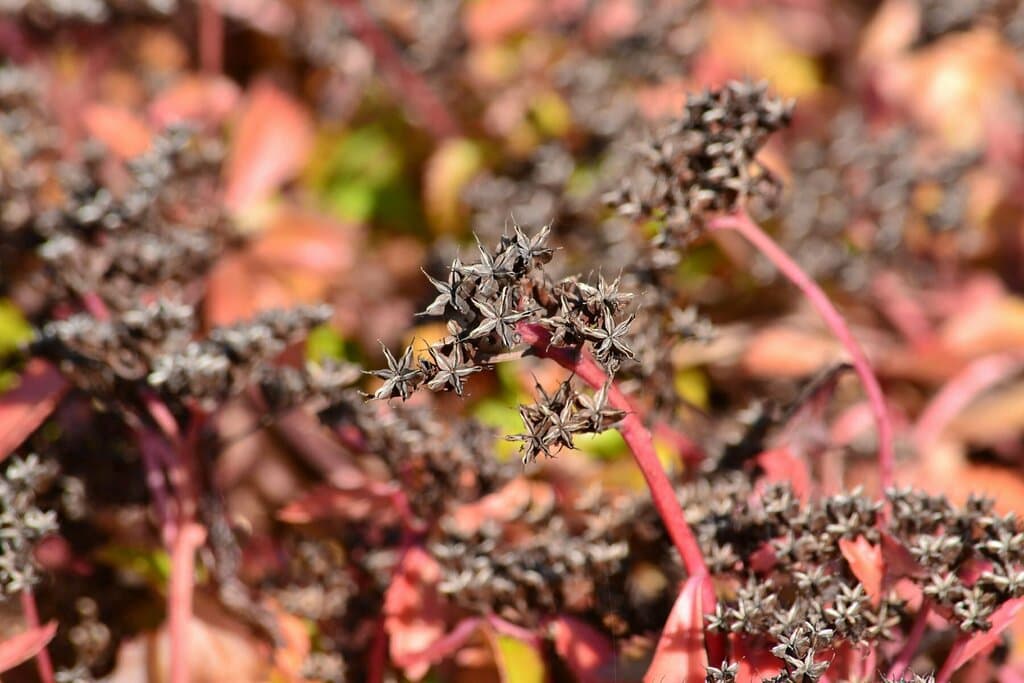 Hylotelephium ewersii (Ledeb.) H.Ohba