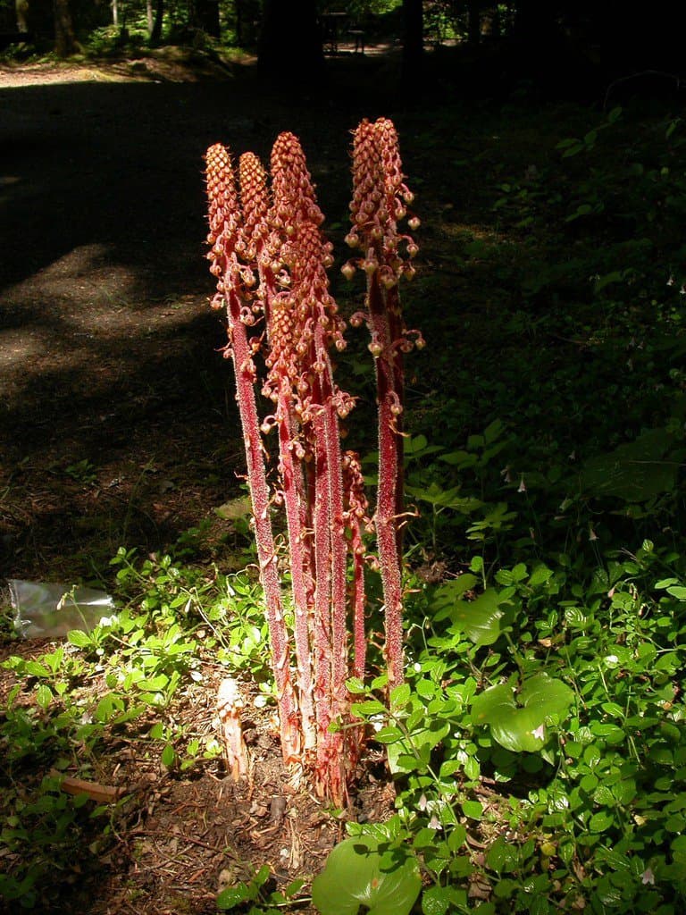 Pterospora andromedea Nutt.