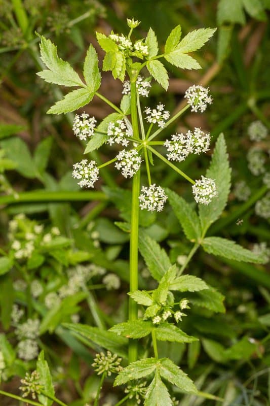 Helosciadium nodiflorum (L.) W.D.J.Koch
