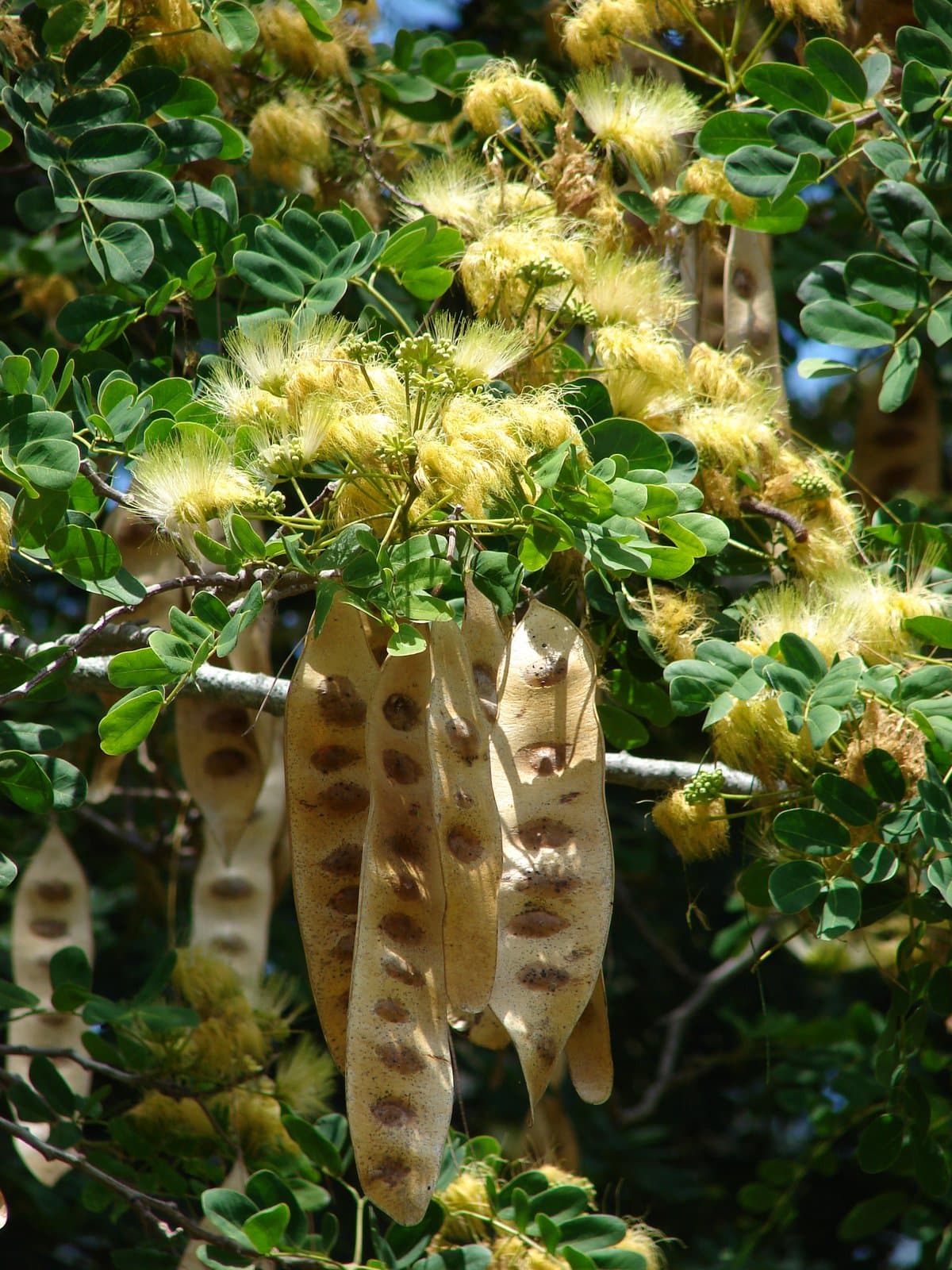 Albizia lebbeck (L.) Benth.