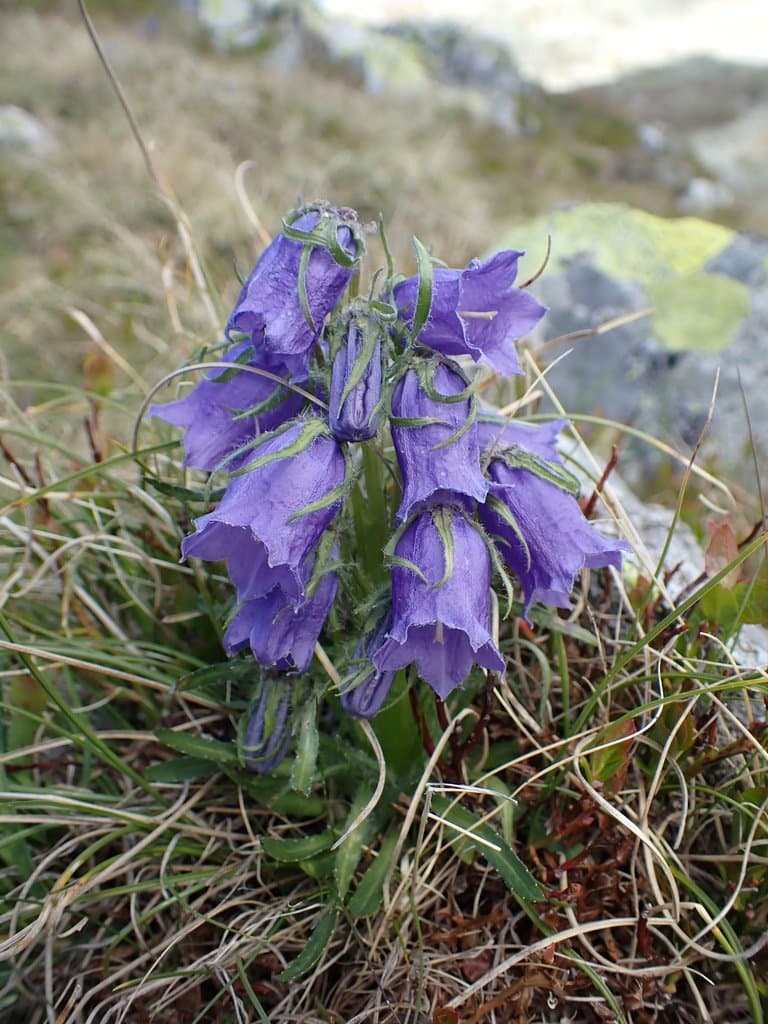 Campanula alpina Jacq.